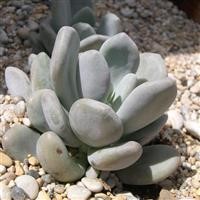 Pachyphytum bracteosum