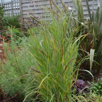 Panicum virgatum 'Sangria' (P)