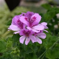 Pelargonium Scented 'Cola Bottles'