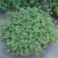 Pelargonium Scented 'Fragrans Variegatum'