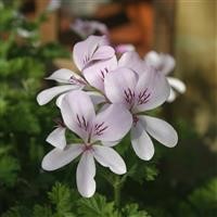 Pelargonium Scented 'Prince of Orange'