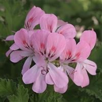 Pelargonium Scented 'Sweet Mimosa'