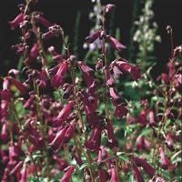 Penstemon 'Blackbird'