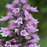 Penstemon Dakota 'Burgundy' (P)