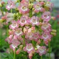 Penstemon Volcano 'Fujiyama' (P)