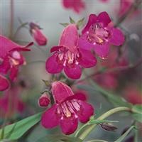 Penstemon 'Garnet'