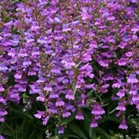 Penstemon 'Heavenly Blue'