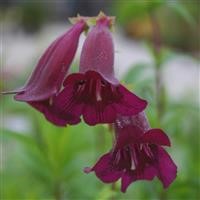 Penstemon Pensham 'Plum Jerkum' (VR)