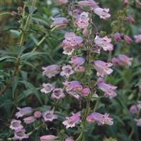 Penstemon 'Sour Grapes'