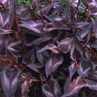 Persicaria microcephala 'Red Dragon' (P)