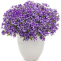 Petunia 'Blueberry Star' (P)