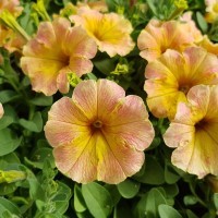 Petunia 'Mango Madness' (P)