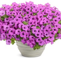 Petunia Vista 'Jazzberry' (P)