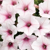 Petunia Vista 'Silverberry' (P)