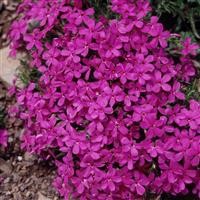 Phlox douglasii 'Crackerjack'