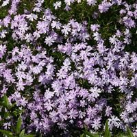 Phlox subulata 'Emerald Cushion'