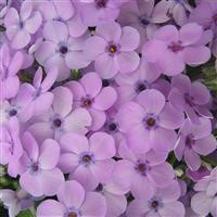 Phlox douglasii 'Eva'