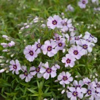 Phlox subulata 'Eye Candy' (P)