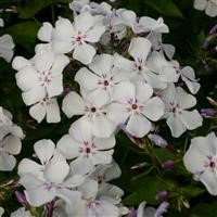 Phlox paniculata Flame 'Light Blue' (P)