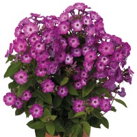 Phlox paniculata Flame 'Purple Eye' (P)