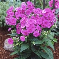 Phlox paniculata Flame 'Purple' (P)