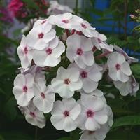 Phlox paniculata Flame 'White Eye' (P)