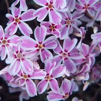 Phlox subulata 'Kimono'