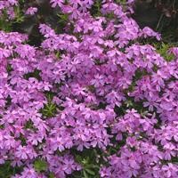 Phlox subulata 'Marjorie'