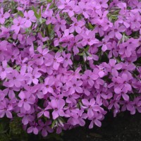 Phlox 'Magenta Sprite' (P)