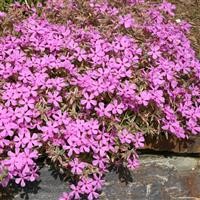 Phlox subulata 'Nettleton Variation'