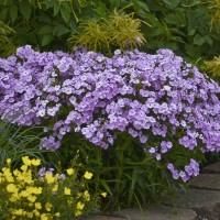 Phlox pan. Hyb. Opening Act 'Blush' (P)