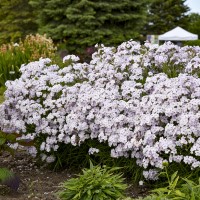 Phlox pan. Hyb. Opening Act 'Pink-A-Dot' (P)