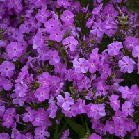 Phlox pan. Hyb. Opening Act 'Romance' (P)