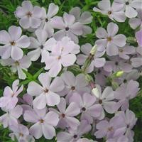 Phlox douglasii 'Rosea'