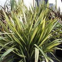 Phormium 'Apricot Queen'