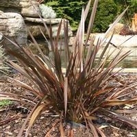 Phormium 'Bronze Baby'