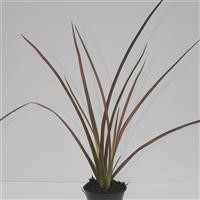 Phormium 'Evening Glow'