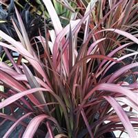 Phormium 'Flamingo'