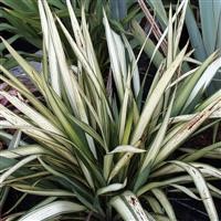 Phormium 'Golden Sword'