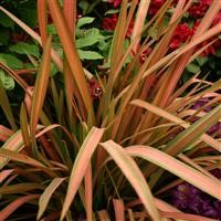 Phormium 'Jester'