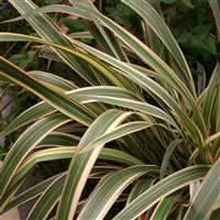 Phormium 'Tricolor'