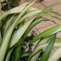 Phormium 'Yellow Wave'