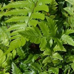 Polystichum rigens