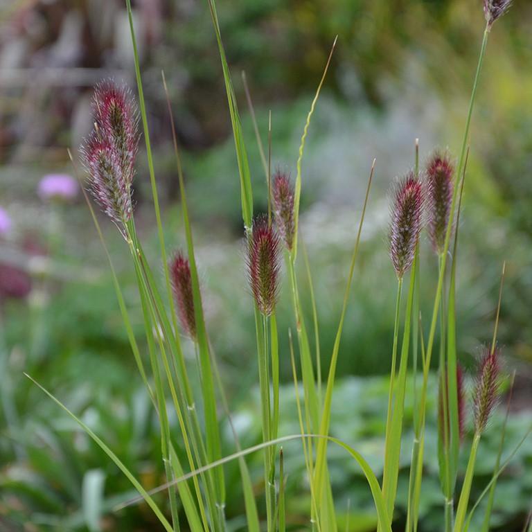 justering Markér I detaljer Pennisetum thunbergii 'Red Buttons'