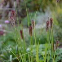 Pennisetum thunbergii 'Red Buttons'