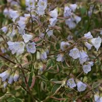 Polemonium 'Stairway to Heaven' (P)