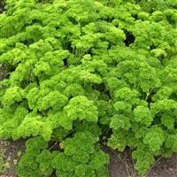 Parsley 'Curly'