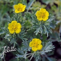 Potentilla calabra