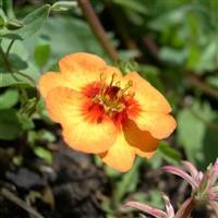 Potentilla tonguei