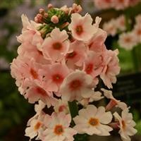 Primula japonica 'Apple Blossom'